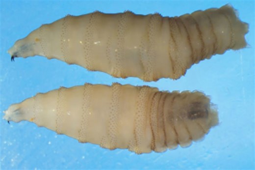 Texas Issues Parasite Warning—Insect Lays Eggs In Eyes And Mouths