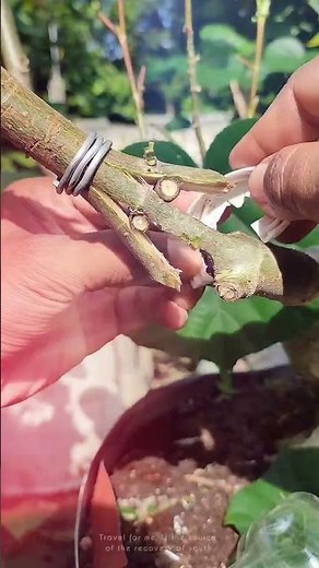 Easy Plant Grafting Tutorial for Beginners