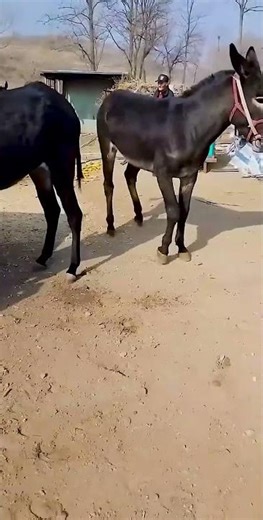 Funniest Donkey Ever Donkey Training the fun way
