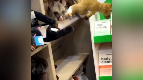 Possum sneaks into airport gift shop and blends in with plush toys