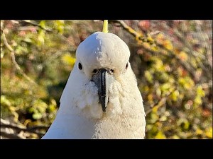 Cockatoo Feeding Sounds | Friendliest Cockatoos in Australia! 🔴