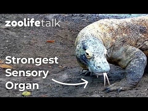 How Komodo Dragons Hunt For Prey | Zoolife Talk