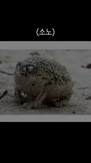 양서류 - 00 사막비 개구리 (Desert rain frog)