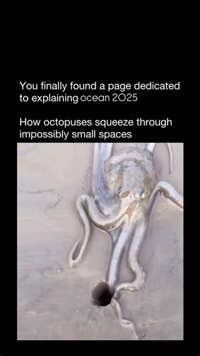 Explaining Ocean on Instagram: "Octopuses have one of the most flexible bodies in the animal kingdom. Because they’re almost entirely boneless, they can slip through openings far smaller than their own heads. In fact, the only hard part of an octopus is its beak - a small, parrot-like structure at the center of its arms. If a gap is bigger than the beak, the rest of the body can follow. Their eight arms act as muscular hydrostats, meaning they don’t need bones to move. Each arm can bend, twist,
