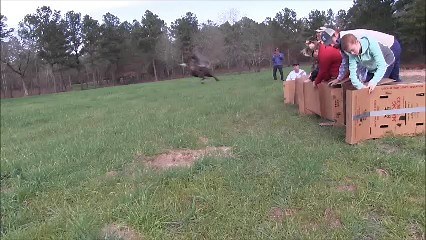 Off they go! 7 Eastern Turkeys were released today in Anderson County to restore this species to its historic range in East Texas. The goal is to release 80 birds over the next few weeks. - with NWTF-Texas and The National Wild Turkey Federation | Texas Parks and Wildlife