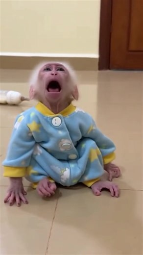 Baby monkey first day in new home, baby monkey why do you cry so loud be calm #monkey #babymonkey🐒❤️ #monpai #monkeytantrum #monpailovers