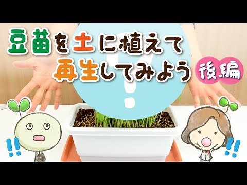 豆苗を土に植えて再生してみよう（後編）【村上農園 自由研究部】