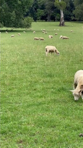 Peaceful Lambs Grazing | Pure Countryside Calm ##lambs #peaceful #naturecalm #slowliving #relaxing