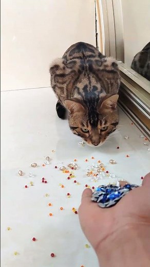 Curious Cat Can’t Resist Shiny Beads ✨🐾