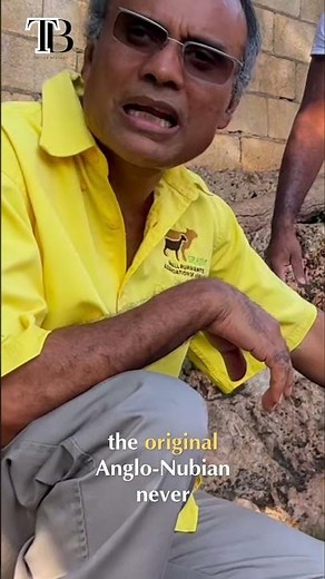 Anglo-Nubian Goat Breeds: Milk, Meat, and Udder Secrets #shorts