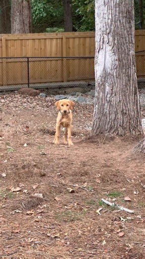 Chaos in Collars | Funny Labrador Brothers on Instagram: "Chaos > chill every. single. time. 💥 #lunaticlabradors #dogtrends #dogsofinstagram #dogmom #blacklab #yellowlab #labsofinstagram #dogstagram"