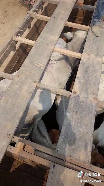 Cattle Handling Techniques in Rural Settings