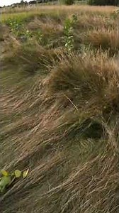 Cocker Spaniels Working