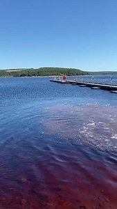 3.8K views · 58 reactions | Kielder Water looking fabulous in the sun. We managed to get these fish stocked before the temperature soared. This tank was stocked at Kielder Waterside. | Fishing with Northumbrian Water | Facebook