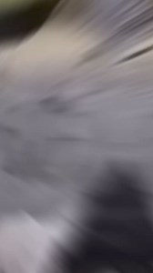 A woman says goodbye to a parrot #Parrot #Goodbye #EmotionalMoment #PetBird #ParrotLove #Farewell #PetOwner #Heartfelt #AnimalLovers #BirdLife | Infinity Spark