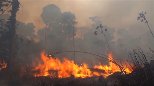 Watch what happens to animals when the rainforest burns – and it’s devastating
