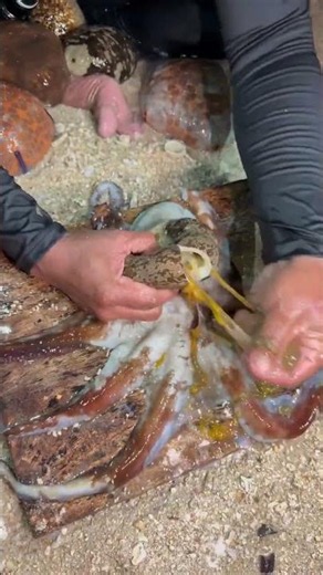 Fresh Octopus Cleaning & Preparation Catch and Cook Seafood Skill