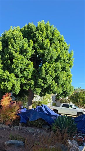 #carrilloEliseo #california #sandiego #treeservice #Green