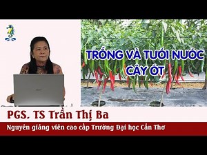 KỸ THUẬT TRỒNG VÀ CHĂM SÓC ỚT - Cách trồng cây ớt có sử dụng màng phủ nông nghiệp