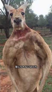 甘えん坊からマッチョへ！？カンガルーの知られざる生態