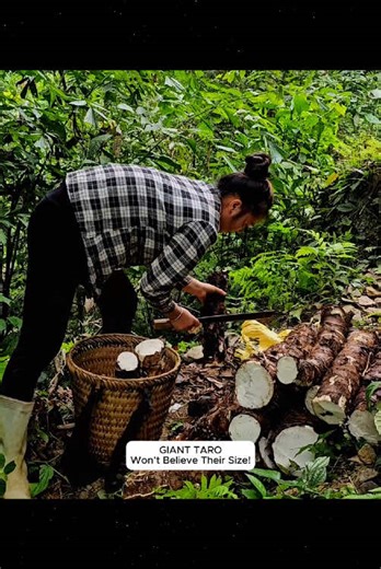 Watch as we dig up some of the biggest taro roots ever grown in the highlands! 🌱🍠 #gianttaro #taroharvest #farminglife #organicfarming #biggesttaro #farmlife #highlandharvest #homesteading #agriculture #freshproduce