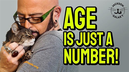 3 Tips For Healthy & Happy Senior Cats