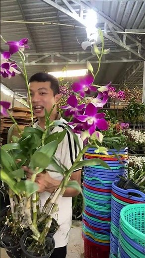 🌸SOINIA TÍM CÔ DÂU. ☎️Hotline: 0903177978 (Loan) #orchid #hoalandep