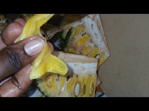 This is Fash is live! we are eating jack fruit