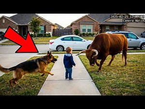 Dogs Being LEGENDS !