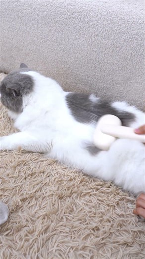 My cat actually ENJOYS being brushed now (here's the secret) #CatGrooming #LongHairCat #CatMom