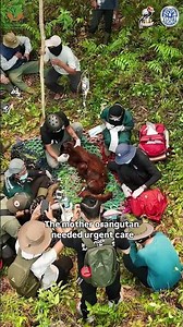 Tiny Baby And Mother Orangutan Rescued From Burnt Landscape #orangutans #wildfire #animalrescue