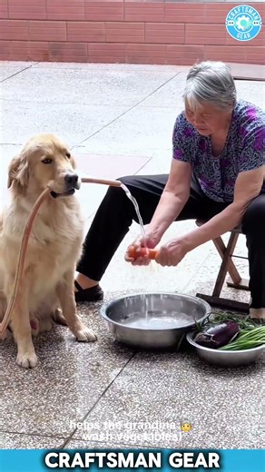 The SMARTEST Dog Ever Helps Man Shampoo and Grandma Wash Vegetables 😂