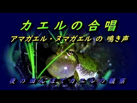 【自然観察】アマガエル・ヌマガエルの鳴き声～夜の田んぼでカエルの観察～