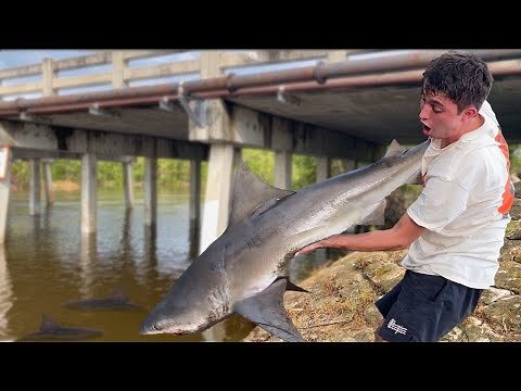 BULL SHARKS in FRESHWATER CANAL **INFESTED**