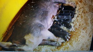 All about Animals at The Fair