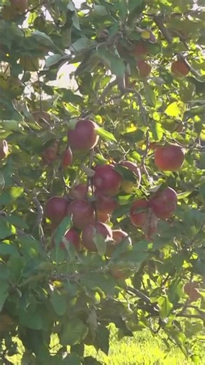 Family-run apple orchard in northern Ohio tackles theft, drought