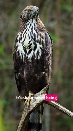 The Deadliest Bird You've Never Heard Of 🌿