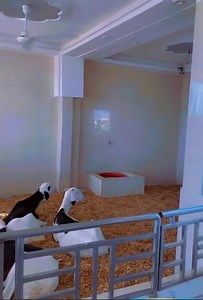 Vraiment cherchons l’argent. Admirez les mouton de mon papa Roi 1212 ✅🌹 MOuton même dort dans ventilateur 🥰🥰 | Apoutchou National