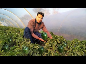 Shimla Mirch Ugane Ka Time | Ghar Mein Shimla Mirch | Bell Pepper Growing