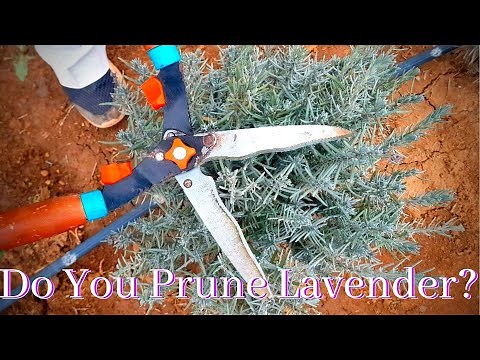 How to prune lavender and save it from winter damage?