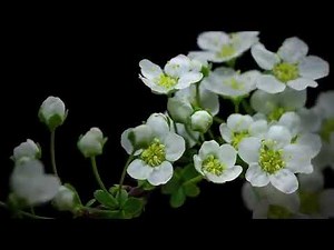 Croissance des fleurs. Vidéo accélérée
