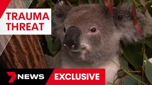 4.9K views · 48 reactions | The RSPCA's Wildlife Hospital is bracing for the impacts of what's shaping up to be a busy bushfire season. The centre has hit capacity, asking for koalas to be diverted. 7NEWS at 6pm. More local news: 7news.com.au/news/qld #7NEWS | 7NEWS Brisbane | Facebook