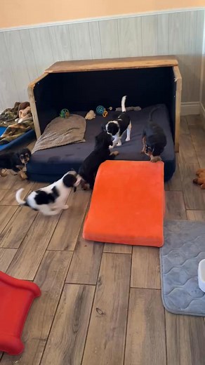 #puppies #cavalierpuppies #cavalierkingcharlesspaniel #puppylove #Arkansas #cavalierkingcharles #puppy #cavalierkingcharlesspaniels #cavalier #bentonvillearkansas # | Cavalier King Charles Spaniels, Bentonville, Arkansas