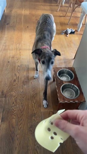 Getting to grips with no teeth =Inhaling cheese like it’s oxygen 🫡