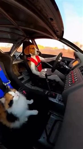 Gearbox screaming. Beagle focused. Cat questioning life choices. #dailyjam #doglover