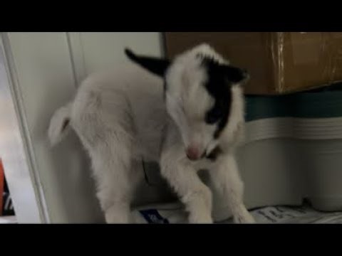 Morning Milk Stream S3 E5