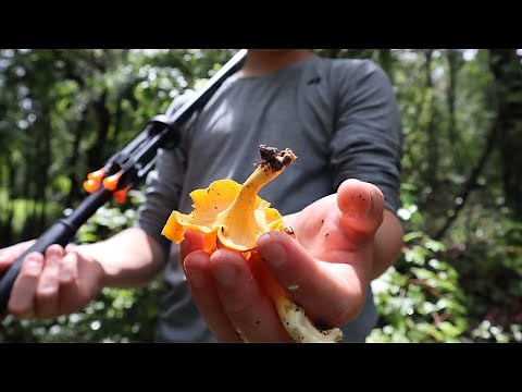 Foraging Chanterelle Mushrooms in Florida