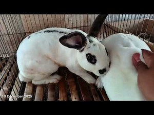 Rex Rabbit Breeding Process Explained