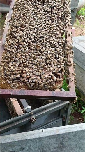 Check the honey to see if the king is there or gone 2