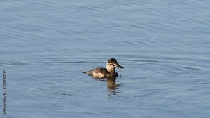 HD Video of one female ruddy duck swimming and diving for food. These birds dive and swim underwater. They mainly eat seeds and roots of aquatic plants, aquatic insects and crustaceans.